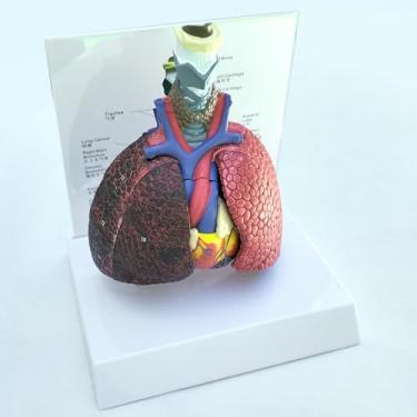 Imagem de Modelo Anatômico de Pulmões e Coração Humano Desmontável com Comparação Pulmão Saudável e Fumante, Sistema Respiratório e Cardiovascular, Placa Ilustrativa Incluída, Material PVC