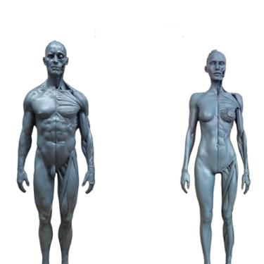 Imagem de Modelo anatômico do sistema musculoesquelético humano, figura anatômica feminina e masculina modelo ósseo muscular anatômico humano - para estudo de desenho de artista médico, estudo de sala de aula