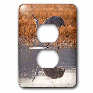 Imagem de 3dRose lsp_145238_6 Sandhill Crane Bird Drinking, Novo México, EUA Us32 Ldi0041 Larry Ditto 2 Tampa de Tomada