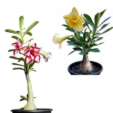 Imagem de Rosa Do Deserto Amarela + Ferrari - Plantas Premium No Vaso - DoceL@r