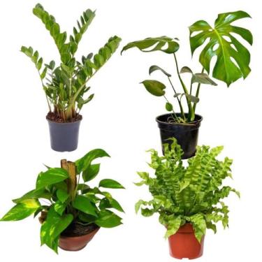 Imagem de Kit Planta Muda Costela de Adão Zamioculca Jiboia Asplênio - Verde Gar