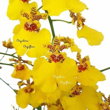 Imagem de Orquídea Oncidium Aloha Plantas Adultas Naturais Flor Linda - Orquiflo
