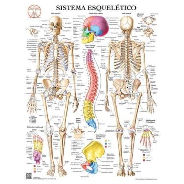 Imagem de Pôster Anatomia do Sistema Esquelético - Body Scientific