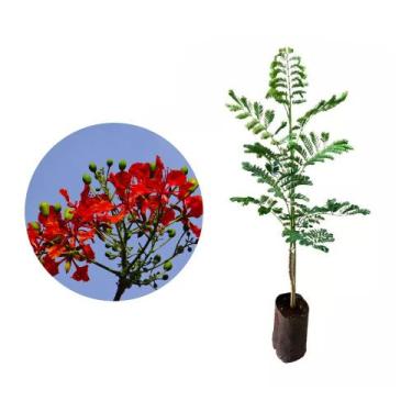 Imagem de Muda de Flamboyant Vermelho 20 a 40cm AMK - Plantas Online - Genérico