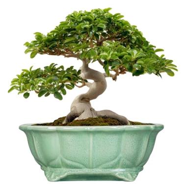 Imagem de Teagas Vasos de bonsai 33,5 cm - Vasos de cerâmica para suculentas com orifício de drenagem, vaso decorativo para uso interno, grande, externo, vaso de flores moderno para casa, oval, jardim