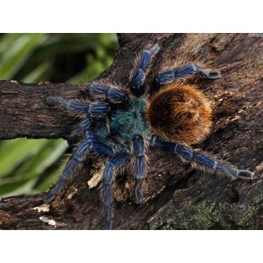 Imagem de IPISSOI DIY Diamond Art Painting Tarantula Mosaico Ponto Cruz Artesanato Kit Decoração de Parede Presente de Casa 30,5 x 40,6 cm