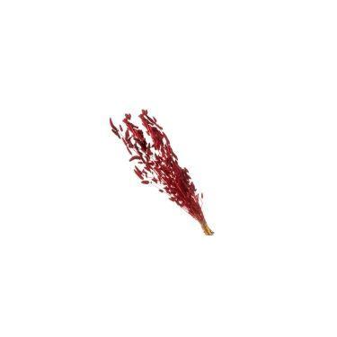 Imagem de Rabo de Coelho Desidratado - Variações - Pense Flores, Vermelho