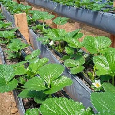 Imagem de Calha Suspensa Cultivo de morango 50X0,45 MTS 200 micras - Top Opes