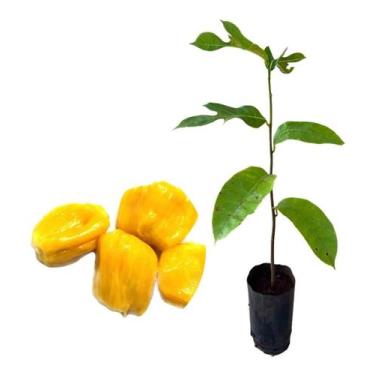 Imagem de Muda De Jaca Mole Para Produzir - AMK - Jardinagem e Paisagismo