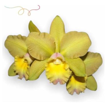 Imagem de Orquídea Waikiki Gold Planta Adulta Formada Foto Real Mudas - doce l@r