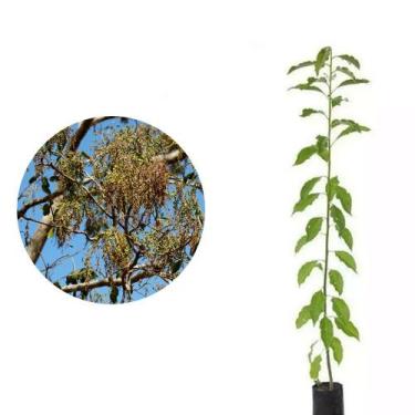 Imagem de Muda De Pau D'alho (planta Com Propriedades Medicinais) - AMK - Jardin