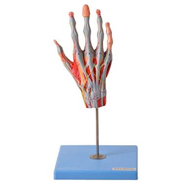 Imagem de Mão Muscular Principais Nervos e Vasos Anatomia