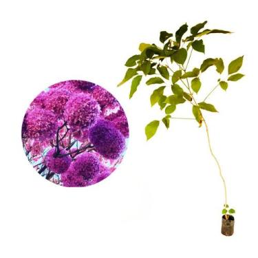 Imagem de Muda de Ipe Roxo Bola 20 a 40cm AMK - Plantas Online - AMK Jardinagem 