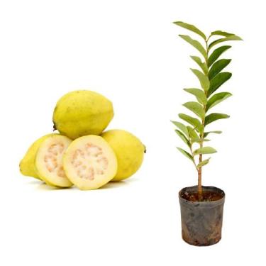 Imagem de Muda de Goiaba Amarela 20 a 40cm AMK - Plantas Online - AMK Jardinagem