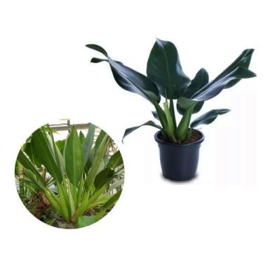 Imagem de Muda de Pacova 20 a 40cm AMK - Plantas Online - AMK Jardinagem e Paisa