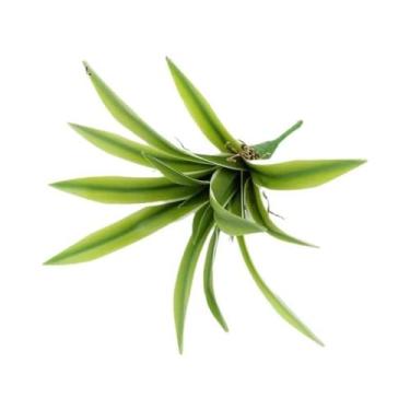 Imagem de Orquídea Artificial De 15/16/24 Folhas Com Toque Realista, Grama Chlor