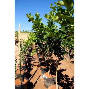 Imagem de Muda De Limão Taiti Produzindo Altura De 1,0 M A 1,5 M - amk