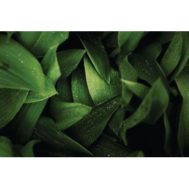 Imagem de Papel de Parede Vinil 100x100 - Imagem C.