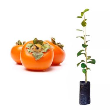 Imagem de Muda de Caqui Chocolate 50 a 80cm AMK - Plantas Online - AMK Jardinage