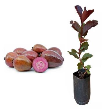 Imagem de Muda de Goiaba Roxa 50 a 80cm AMK - Plantas Online - AMK Jardinagem e 