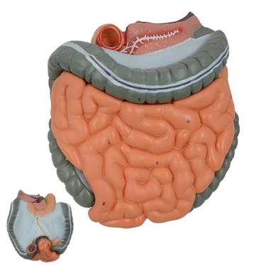 Imagem de Modelo de sistema digestivo humano, modelo gastrointestinal humano, modelo de anatomia do estômago humano pintado, estrutura removível e material de PVC durável, para demonstração, exibição, ensino