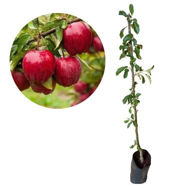 Imagem de Muda De Maça Julieta Enxertada - Prestes A Produzir