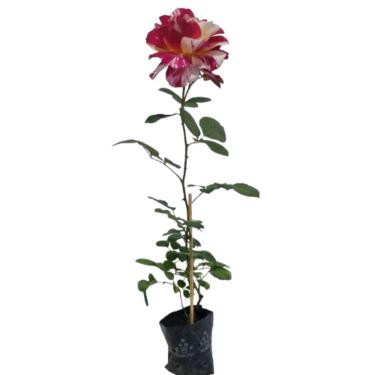 Imagem de Mini Rosa Colombiana Abracadabra, Flores Mescladas em Vermelho e Amarelo, Rosa Ornamental para Jardim