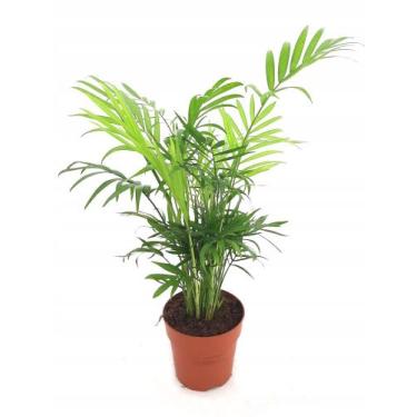 Imagem de Muda De Palmeira Chamaedorea Elegans Planta Natural Com Vaso - DoceL@r