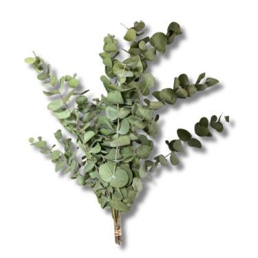 Imagem de 1 Buquê De Eucalipto Desidratado Natural 50cm - Inspira Flora