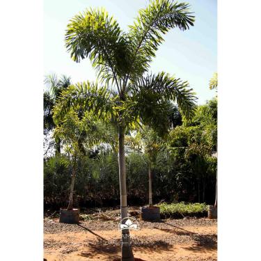 Imagem de Palmeira Rabo de Raposa