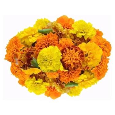 Imagem de 50 Sementes De Tagetes Anão Marieta - SEEDS