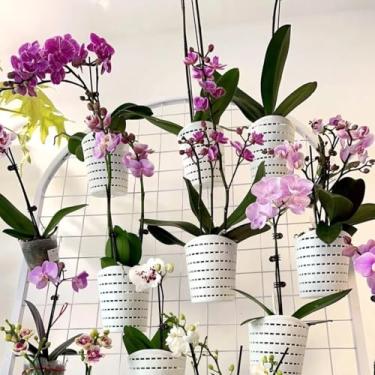 Imagem de RISEON Vasos de orquídea de plástico com furos - Vaso de orquídea decorativo para orquídeas pequenas para orquídeas de Dendrobium Oncidium Cattleya para ambientes internos e externos (branco)