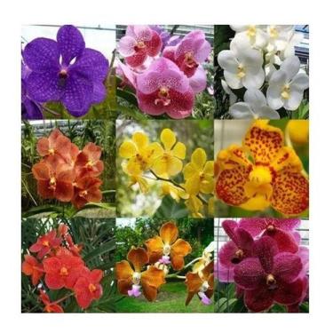 Imagem de 1 Muda Orquidea Vanda Sortidas Várias Cores - DoceL@r