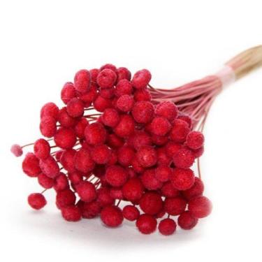 Imagem de 400 Botão Vermelho Desidratado - Pense Flores