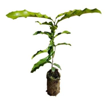 Imagem de Muda de Espinheira Santa A VERDADEIRA ( Maytenus ilicifolia ) - Sitio 