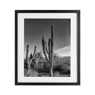 Imagem de Stupell Industries Cactus Field & Vast Sky Black Impressão emoldurada sob vidro design por Norm Stelfox, 21 x 17