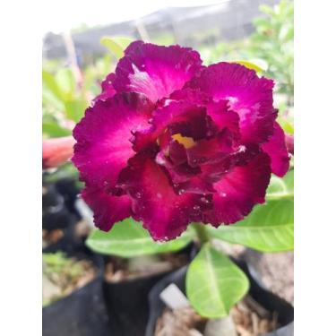 Imagem de Rosa do Deserto Mirabilis enxertada