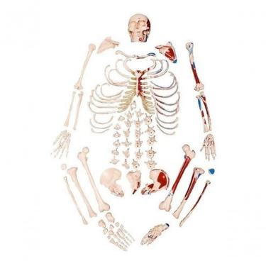 Imagem de Esqueleto Humano Desarticulado Tam. Natural Origem EInserção