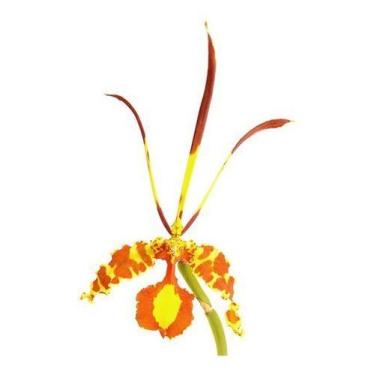 Imagem de Orquidea Kit 4 Orquídeas Raras!!! - Orquiflora