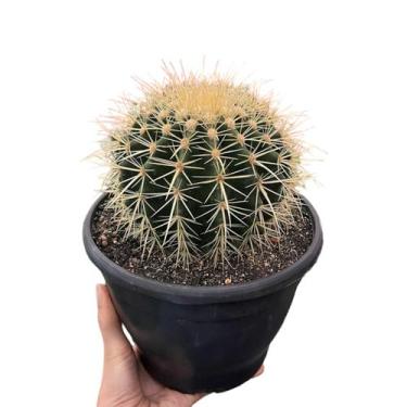 Imagem de Cacto bola poltrona cadeira de sogra com vaso pote 18 - Quintal do bon