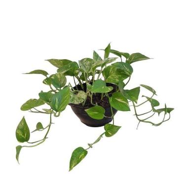 Imagem de Folhagem jiboia pendente (epipremnum aureum) no vaso cuia - Orquídeas 