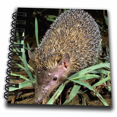 Imagem de 3dRose db_76253_3 Madagascar, Ankarana, Greater Hedgehog Tenrec Wildlife-AF24 POX0057-Pete Oxford Mini Notepad, 10 x 10 cm