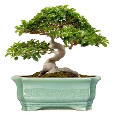 Imagem de Teagas Vasos de bonsai 33,5 cm - Vasos de cerâmica para suculentas com orifício de drenagem, vaso decorativo para uso interno, grande, externo, vaso de flores moderno, para casa, jardim, escritório