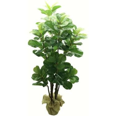 Imagem de Planta Ficus Lyrata 4 Hastes 150cm Arvore Volumosa Grande - La Caza St