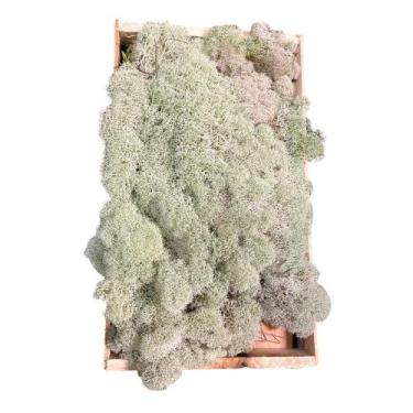 Imagem de Musgo Branco Vivo Top Para Arranjo Decoração Cerimônias - Inspira Flor