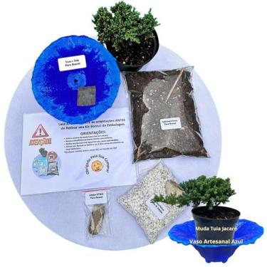 Imagem de Kit Bonsai Faça Você Mesmo Com Uma Muda De Tuia Jacaré - Vaso Artesana