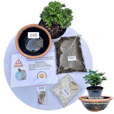 Imagem de Kit Bonsai Faça Você Mesmo Com Uma Muda De Tuia Anã - Vaso Cerâmica Pr
