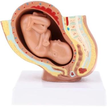 Imagem de Pélvico Pregy Modelo De Nove Meses Feto/Feto Bebê Modelo De Desenvolvimento Fetal Humano Modelo De Plano Sagital Modelo De Ensino De Obstetrícia Desenvolvimento Embrionário