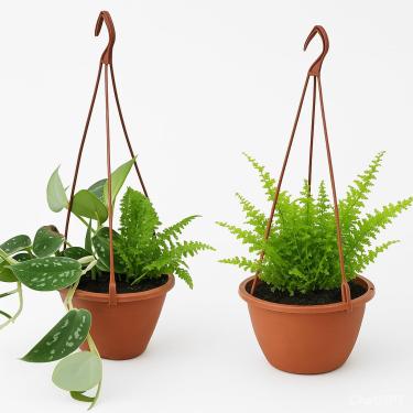 Imagem de Kit Plantas Pendentes Mini Samambaia e Monstera Jiboia Prateada Plantas Naturais Decoração Interiores Escritórios Varandas Cuia 11cm
