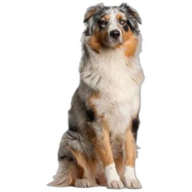 Imagem de Tapete Para Pets Lavável Em Oferta 10 Un G 90X100Cm - Shelby Moda Pet